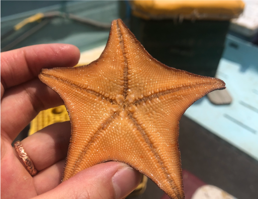 スキンケアローション Ready Time Star｜九州アスリート食品